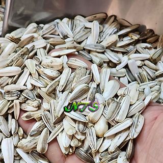 Hạt hướng dương trắng dùng làm hạt trộn cho vẹt