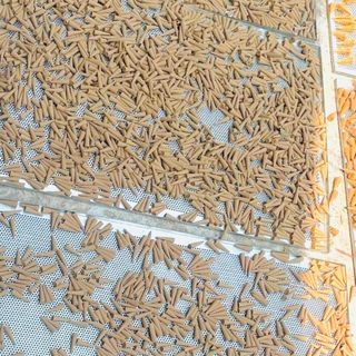 Sỉ kg nụ trầm hương Quảng Nam