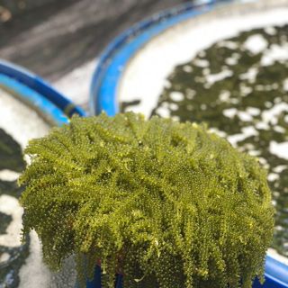 Rong Nho Tách Nước hàng Xô