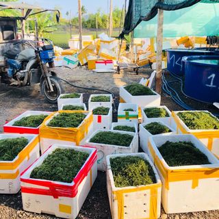 Rong Nho Tách Nước hàng Xô