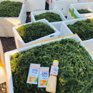 Rong Nho Tách Nước hàng Xô