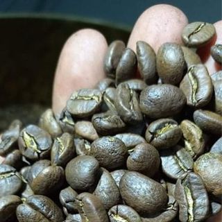 Hạt Robusta Honey chín cây 95%