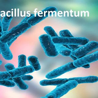 Imumentum vách tế bào Lactobacillus fermentum giá sỉ
