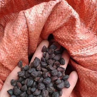 Hạt dỗi tây nguyên giá sỉ - hương vị cực phẩm cho mọi món nướng