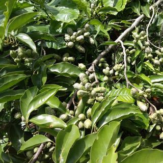 Hạt dỗi tây nguyên giá sỉ - hương vị cực phẩm cho mọi món nướng