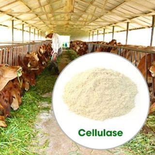 Bán Enzyme Cellulase hỗ trợ tiêu hóa triệt để chất xơ cho vật nuôi giá sỉ