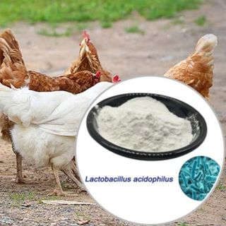 Bán Lactobacillus acidophilus mật độ cao giúp cân bằng hệ vi sinh đường ruột cho vật nuôi giá sỉ