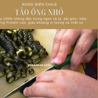 Rong biển Chile tảo ống nhỏ tảo xoắn