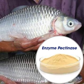 Bán Enzyme Pectinase tối ưu hóa hiệu suất thức ăn, tăng lợi nhuận cho nghành nuôi trồng thủy sản giá sỉ