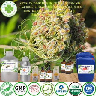 Tinh Dầu Hạt Cà Rốt Carrot seed essential oil - 50ml