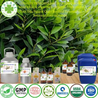Tinh dầu Nguyệt quế Bay leaf essential oil giúp đuổi muỗi - 50ml