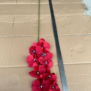Cành Lan Hồ Điệp A2