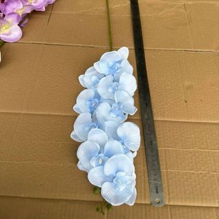 Cành Lan Hồ Điệp A2