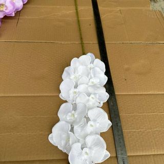 Cành Lan Hồ Điệp A2