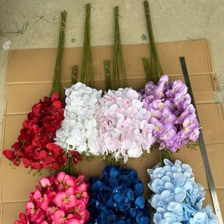 Cành Lan Hồ Điệp A2