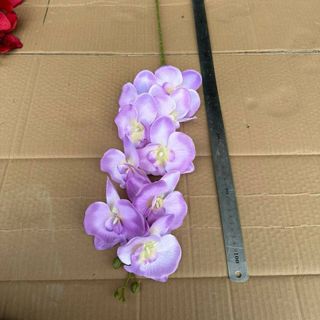 Cành Lan Hồ Điệp A2