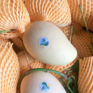 Xoài cát chu vàng tươi sạch hữu cơ