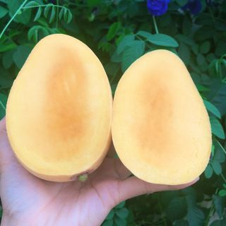 Xoài cát chu vàng tươi sạch hữu cơ