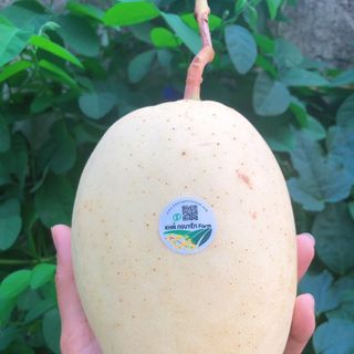 Xoài cát chu vàng tươi sạch hữu cơ
