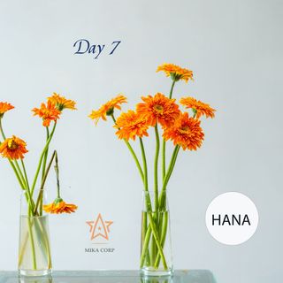 Nước dưỡng hoa tươi lâu Hana