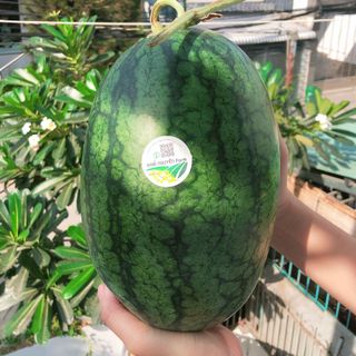 Dưa hấu tươi sạch hắc mỹ nhân có hạt