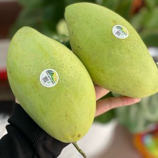 Xoài cát hòa lộc tươi sạch hữu cơ