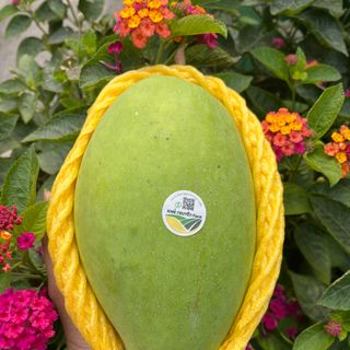 Xoài cát hòa lộc tươi sạch hữu cơ