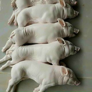Heo Sữa Đông Lạnh Đủ Size