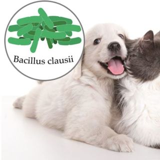 Bán Bacillus clausii nâng cao hệ miễn dịch cho vật nuôi giá sỉ
