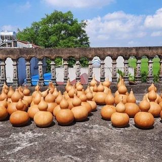Bầu hồ lô phong thủy, bầu hồ lô cầu con, bầu hồ lô đựng rượu