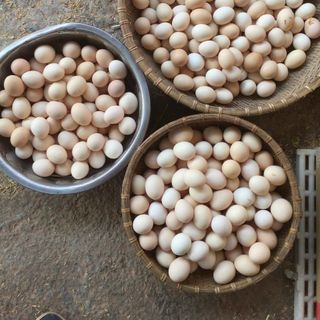 Tìm đại lý phân phối trứng gà ri sạch, ko chăn cám công nghiệp
