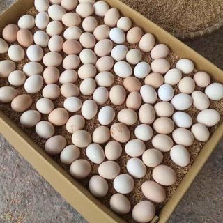 Tìm đại lý phân phối trứng gà ri sạch, ko chăn cám công nghiệp