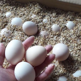 Tìm đại lý phân phối trứng gà ri sạch, ko chăn cám công nghiệp