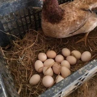 Tìm đại lý phân phối trứng gà ri sạch, ko chăn cám công nghiệp