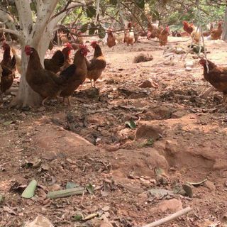 Tìm đại lý phân phối trứng gà ri sạch, ko chăn cám công nghiệp