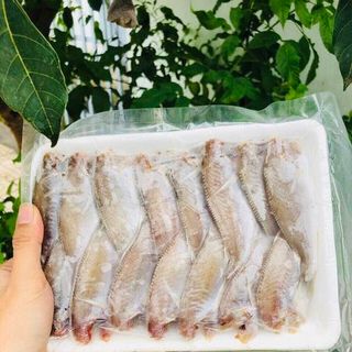 CÁ ĐÙ NGUYÊN CON SIZE NHỎ