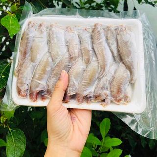 CÁ ĐÙ NGUYÊN CON SIZE NHỎ