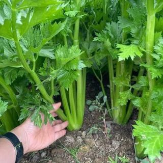 Hạt giống cần tây trắng bẹ lớn