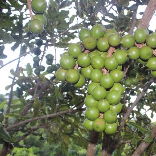 Cung cấp Nhân Hạt Macca Ép Dầu Số Lượng Lớn: Giải Pháp Toàn Diện Từ Tuk Green.