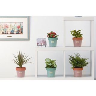 Chậu trồng cây Sanada 2 lớp màu xanh nội địa Nhật Bản