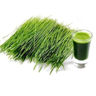 BỘT LÁ ĐẠI MẠCH NON NGUYÊN CHẤT ĐÃ QUA CHẾ BIẾN S SELECT