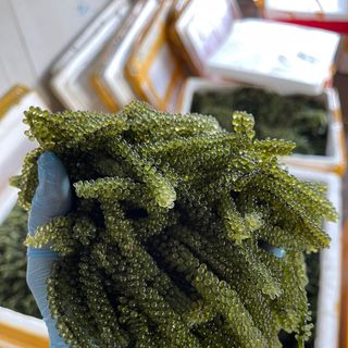Combo 20 gói rong nho tách nước hàng loại 1