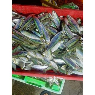 CÁ TRÍCH FILE 1kg (giao tphcm)