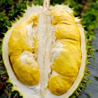 Sầu riêng rụng cây Bình Phước