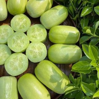 Hạt giống dưa Leo ngọc nữ