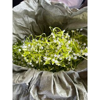 100gam cỏ điêm bi cụp phụ kiện trang trí, thủ công mỹ nghệ, cắm hoa