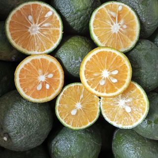 TÌM ĐẠI LÍ PHÂN PHỐI NGUỒN CAM SÀNH TRỰC TIẾP TÙ VƯỜN NHÀ Ở MIỀN TÂY