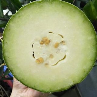 Hạt giống bí phấn