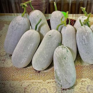 Hạt giống bí phấn