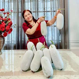 Hạt giống bí phấn